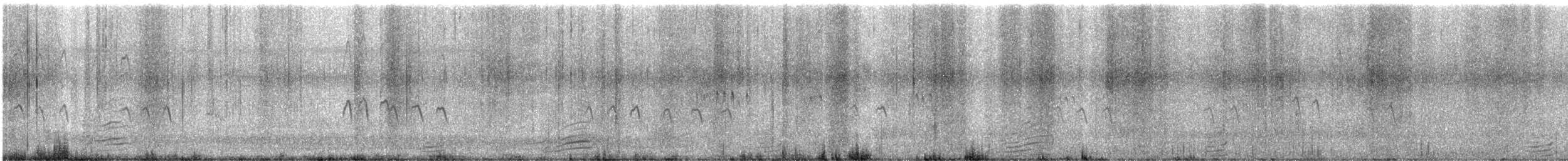 Tadorne casarca - ML645525215