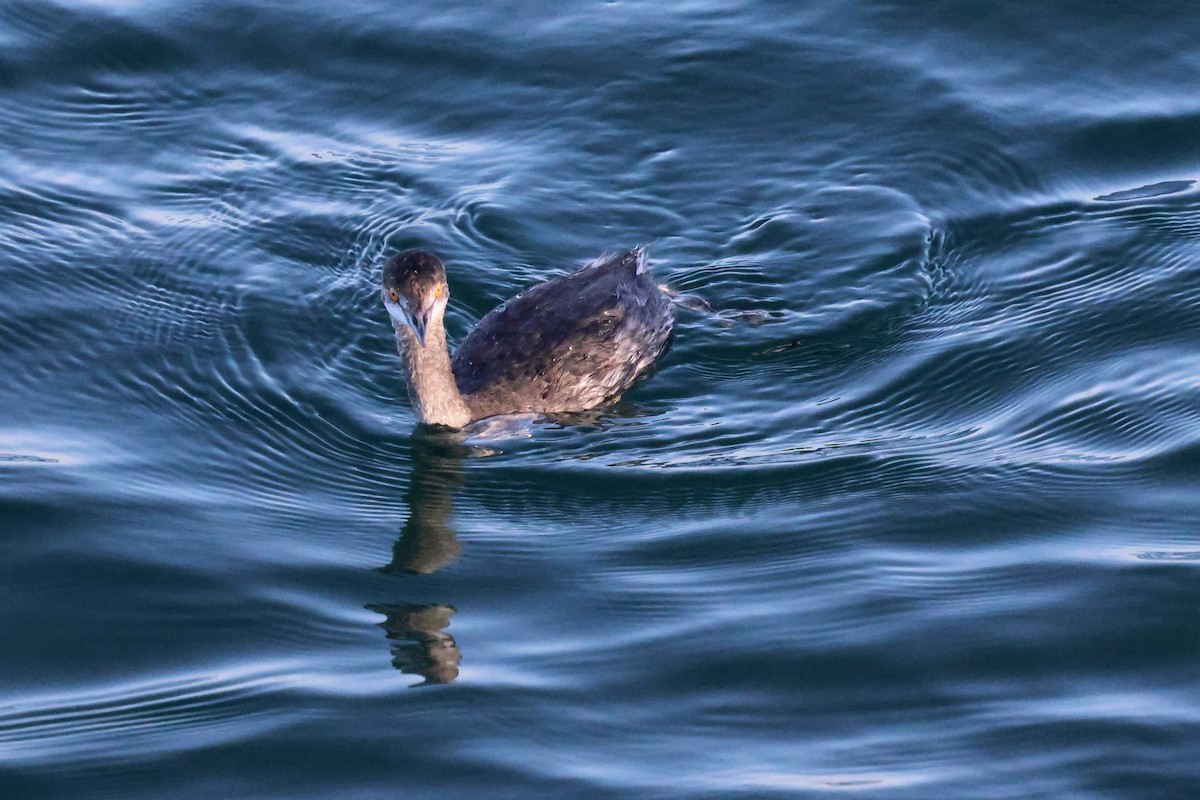 Grèbe à cou noir - ML645525216