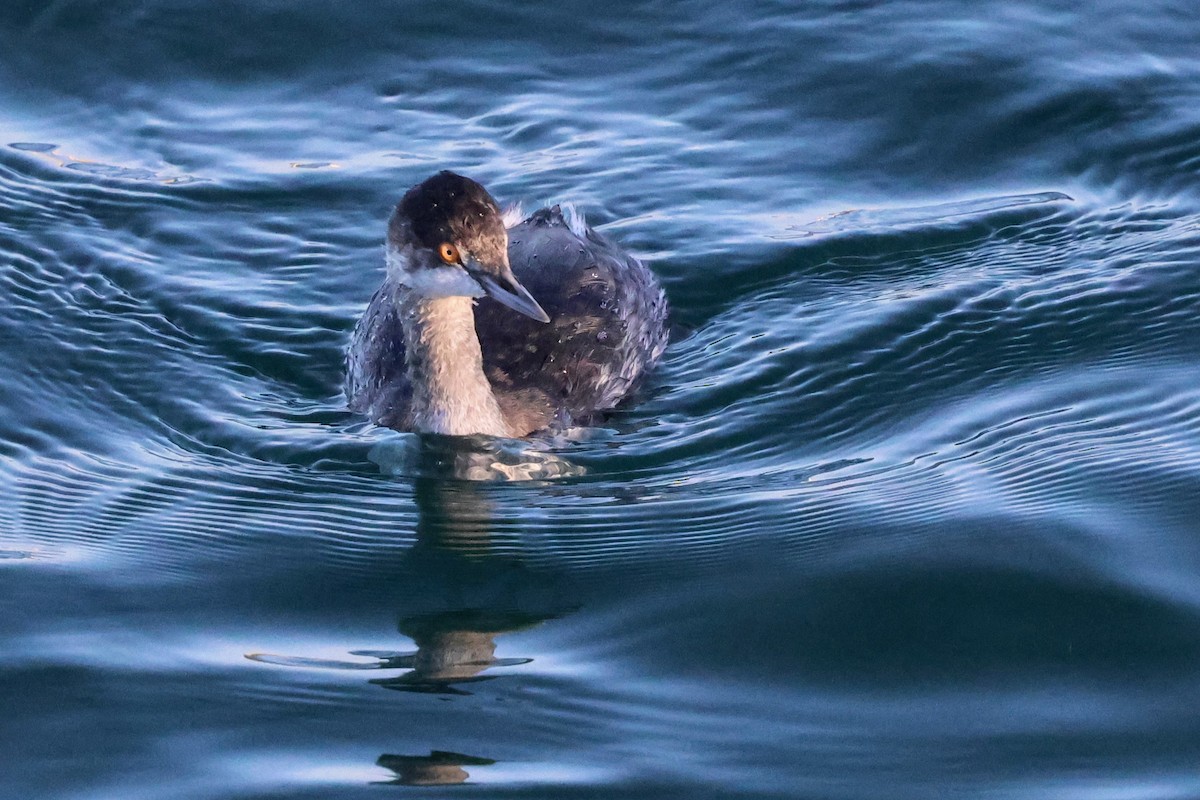 Grèbe à cou noir - ML645525217