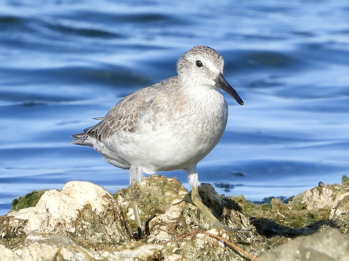 jespák rezavý - ML645525218