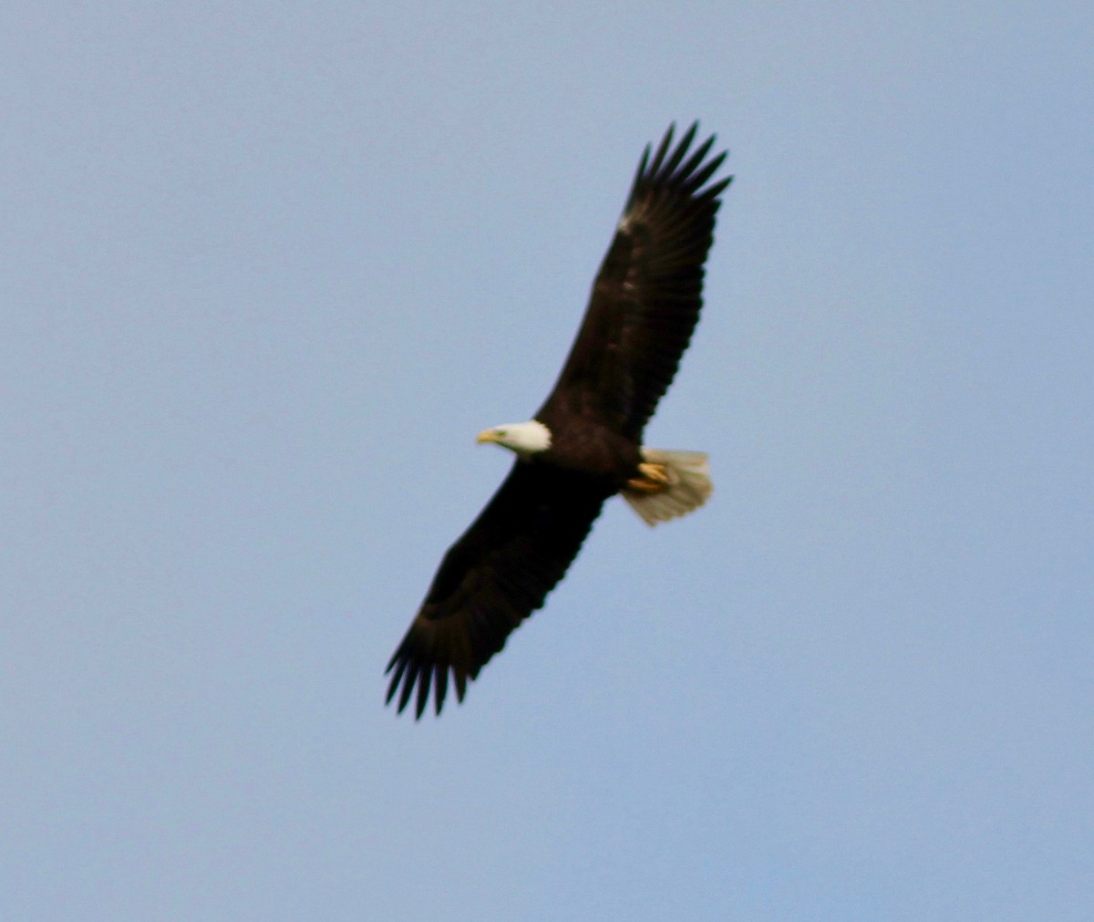 Pygargue à tête blanche - ML645525219