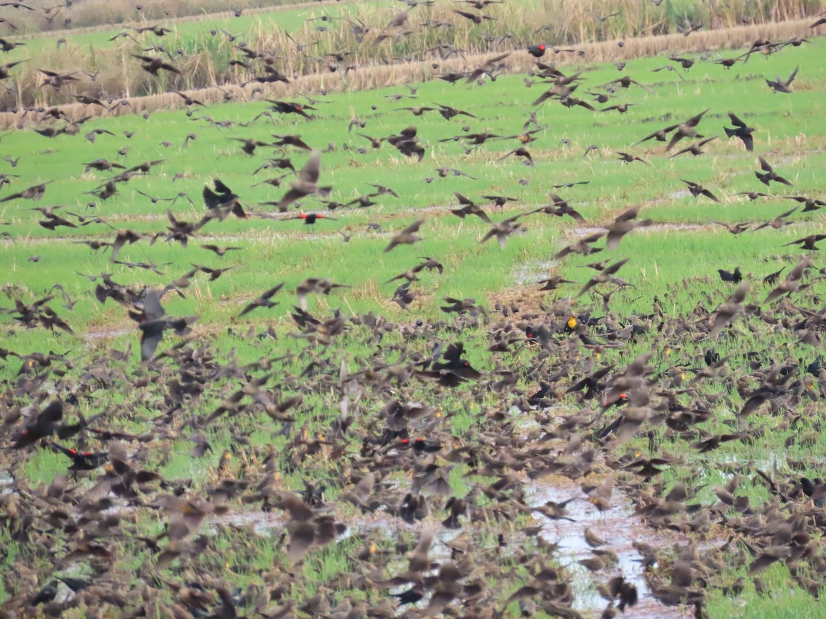 Yellow-headed Blackbird - ML645525220