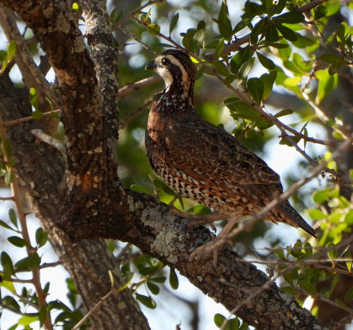 Colin de Virginie - ML645525221