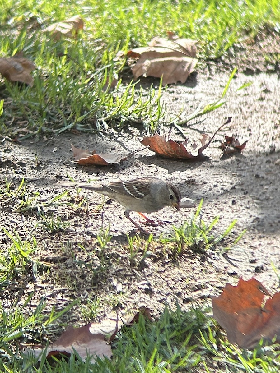 Bruant à couronne blanche - ML645525222