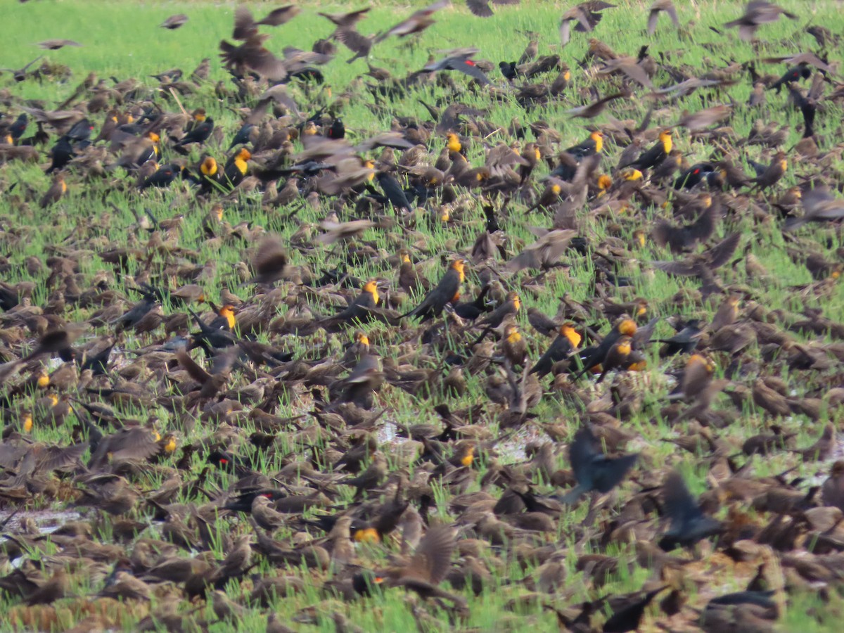 Yellow-headed Blackbird - ML645525229