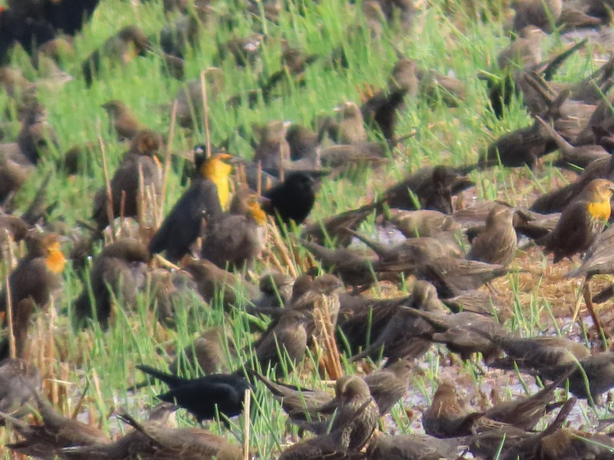 Yellow-headed Blackbird - ML645525238