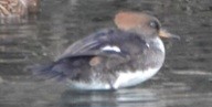 Hooded Merganser - ML645525239