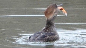 Hooded Merganser - ML645525240