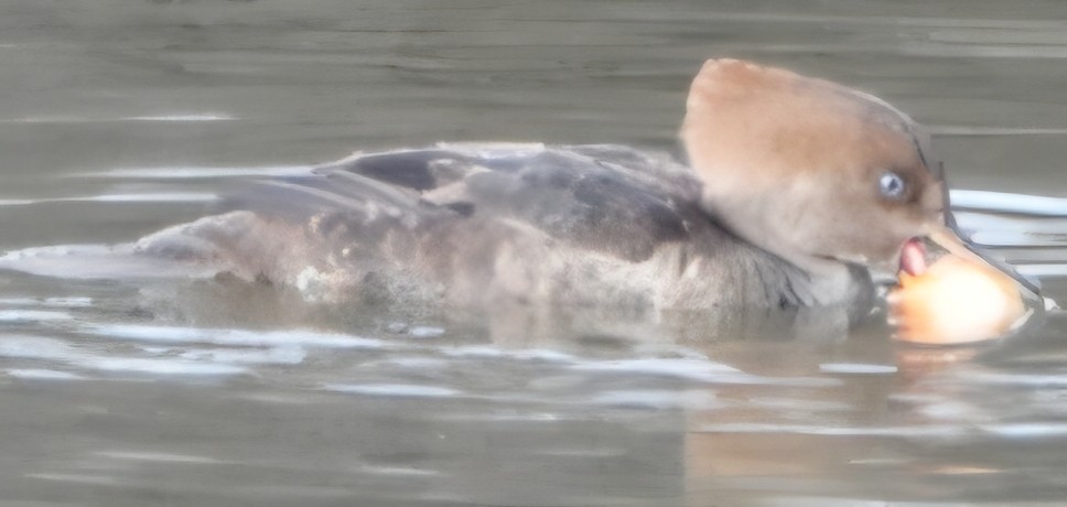 Hooded Merganser - ML645525242