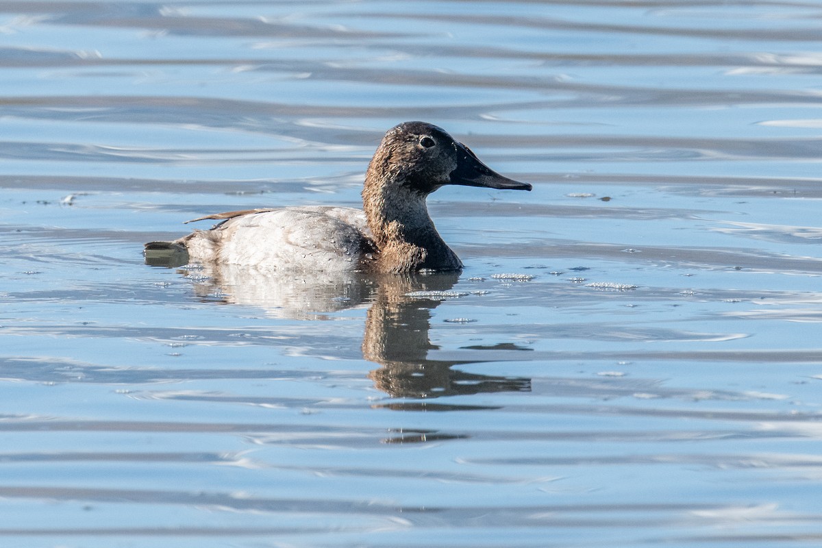 Murgilari bizkarzuria - ML645525243