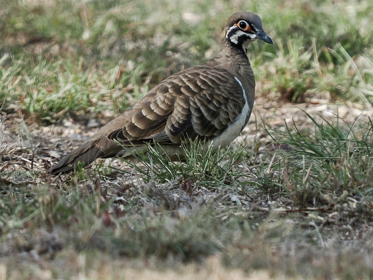 Голуб білобокий - ML645525250