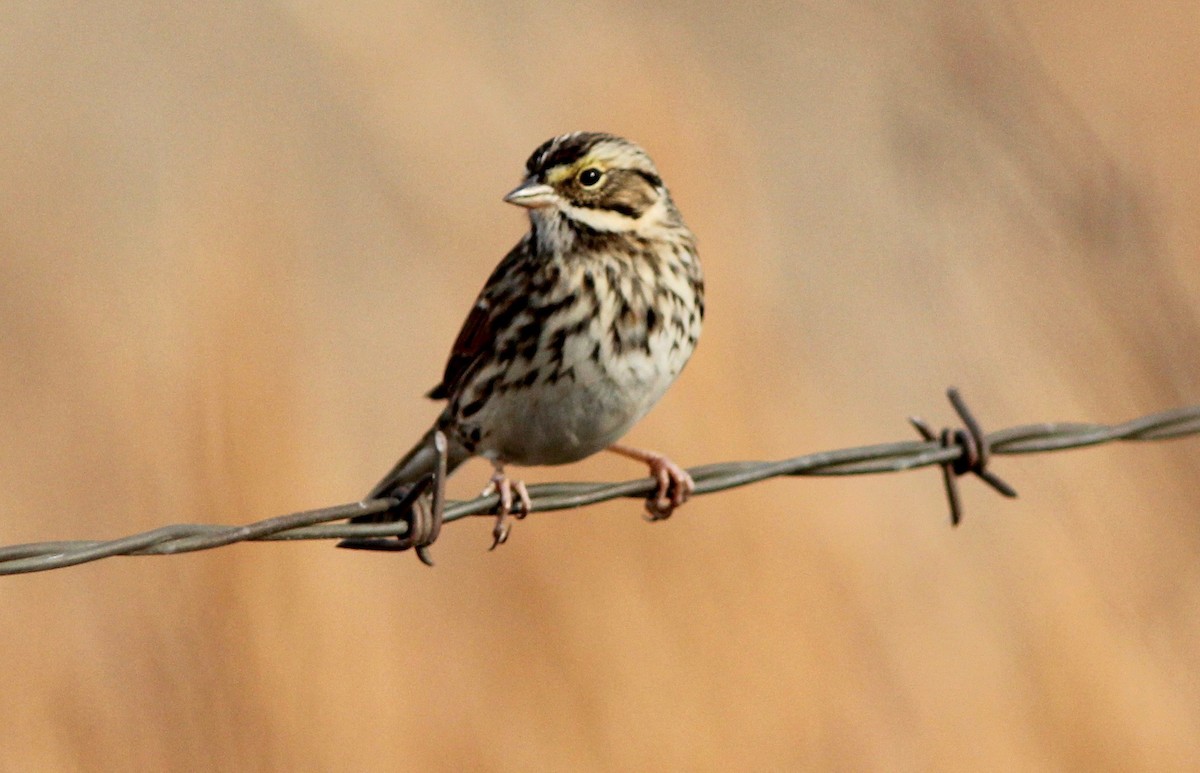 Savannah Sparrow - ML645525253
