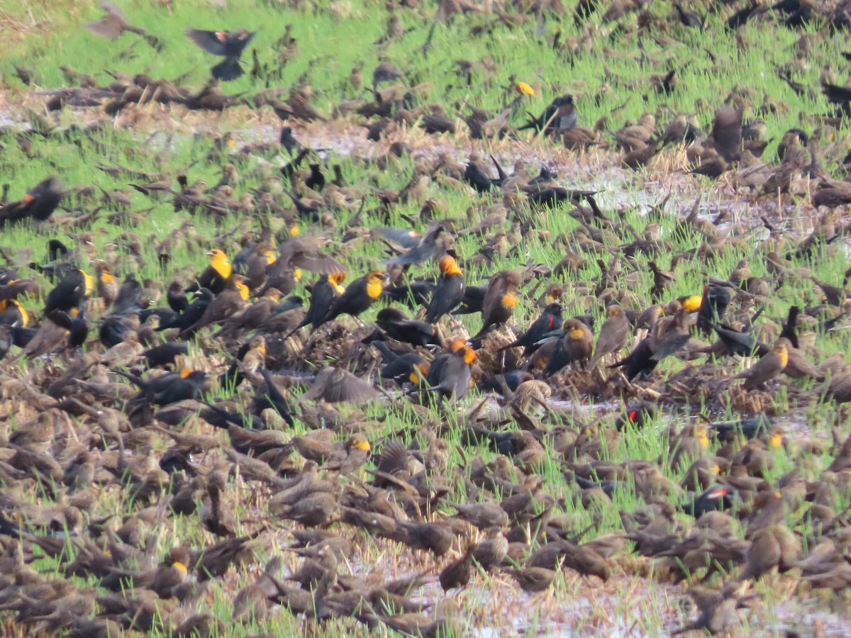 Yellow-headed Blackbird - ML645525254
