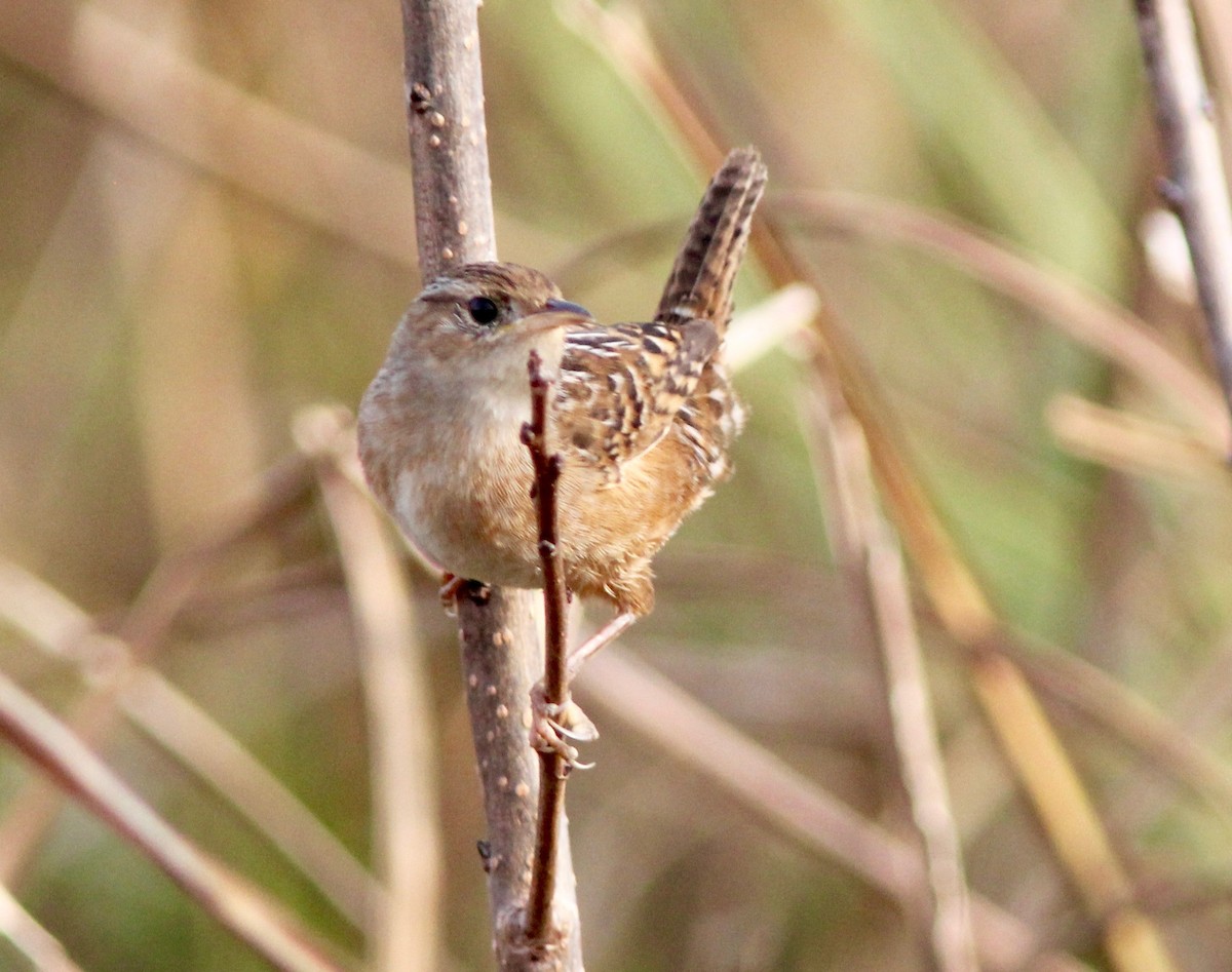 Cucarachero Culibarrado - ML645525264