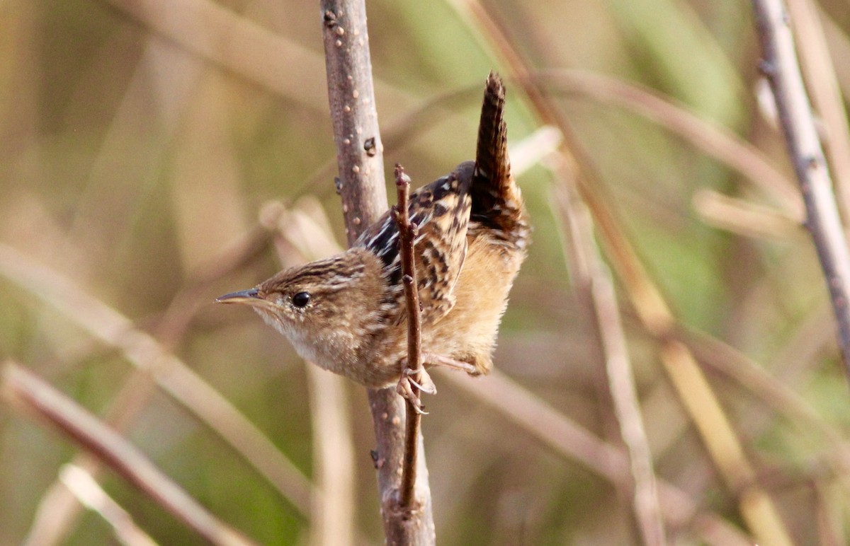 Cucarachero Culibarrado - ML645525266