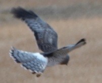Northern Harrier - ML645525305