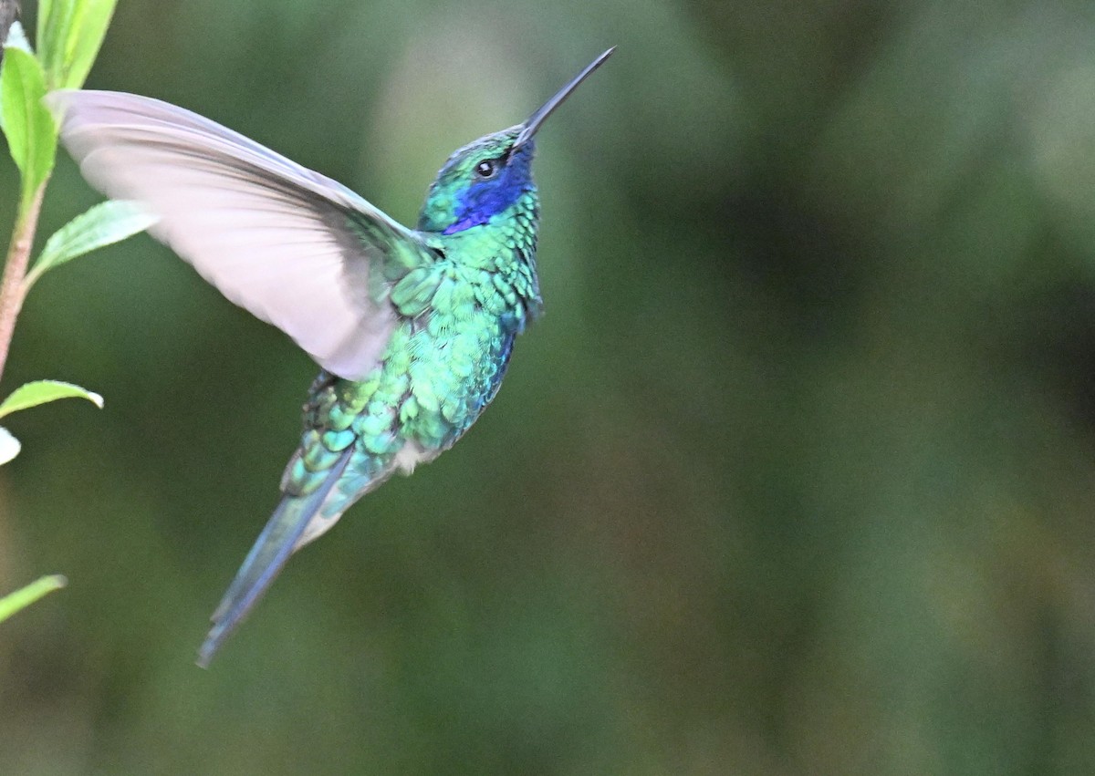 fiolørekolibri - ML645525313