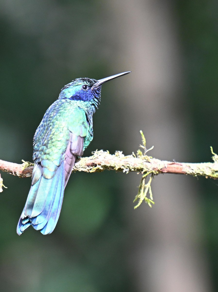 fiolørekolibri - ML645525314