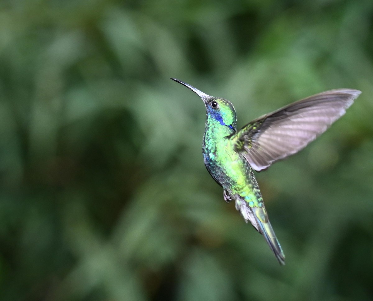 fiolørekolibri - ML645525315