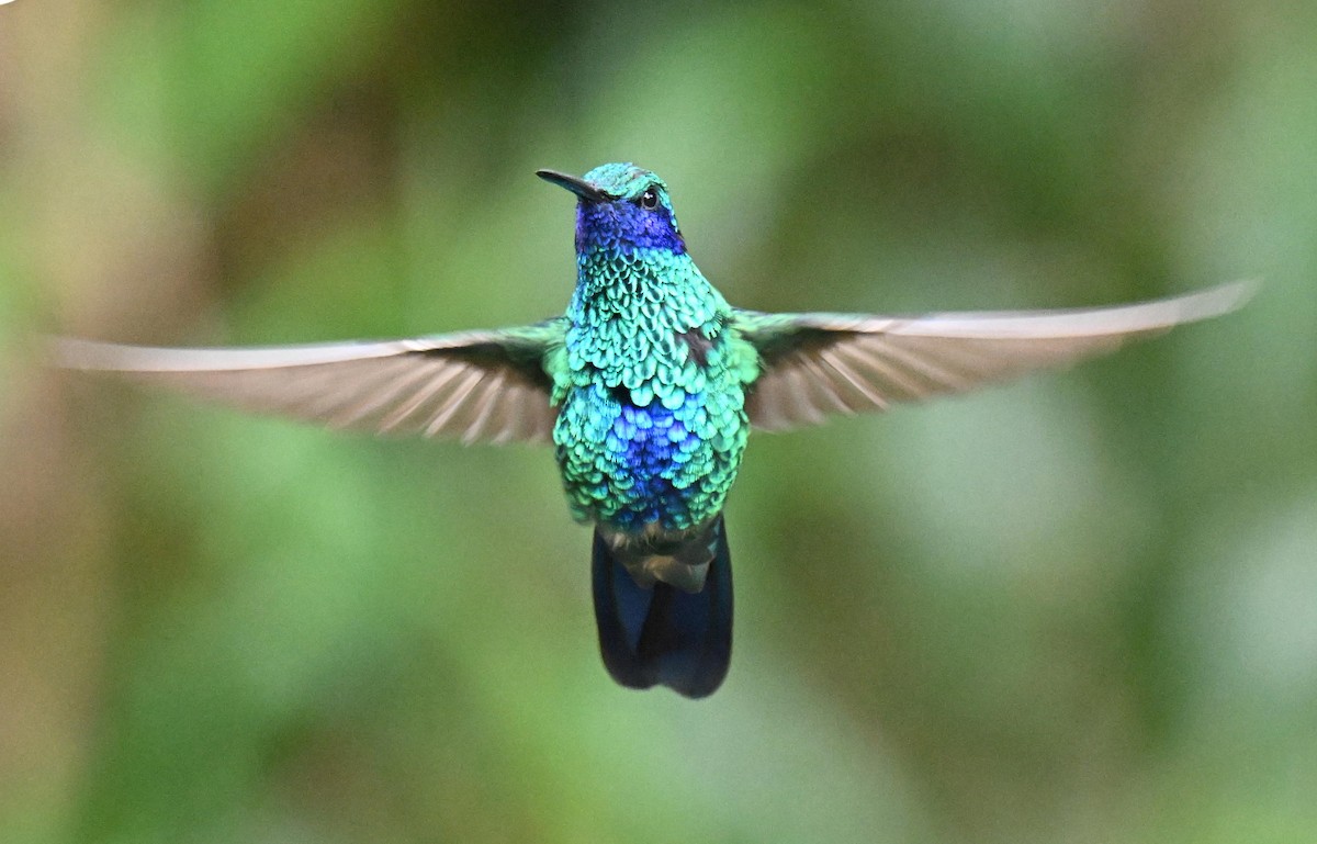 fiolørekolibri - ML645525316