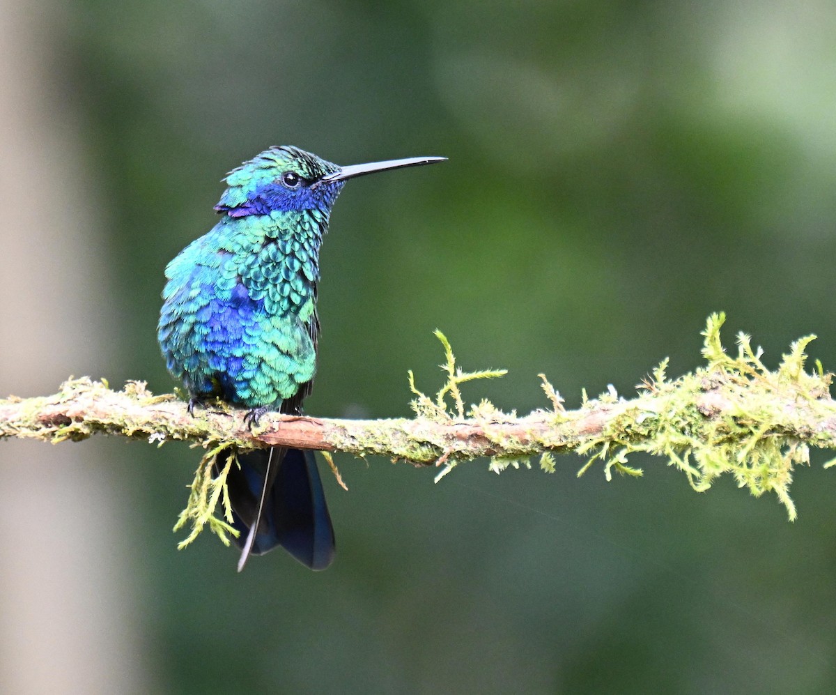 fiolørekolibri - ML645525317