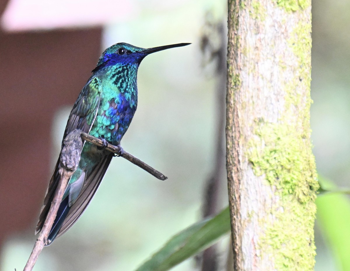 fiolørekolibri - ML645525318