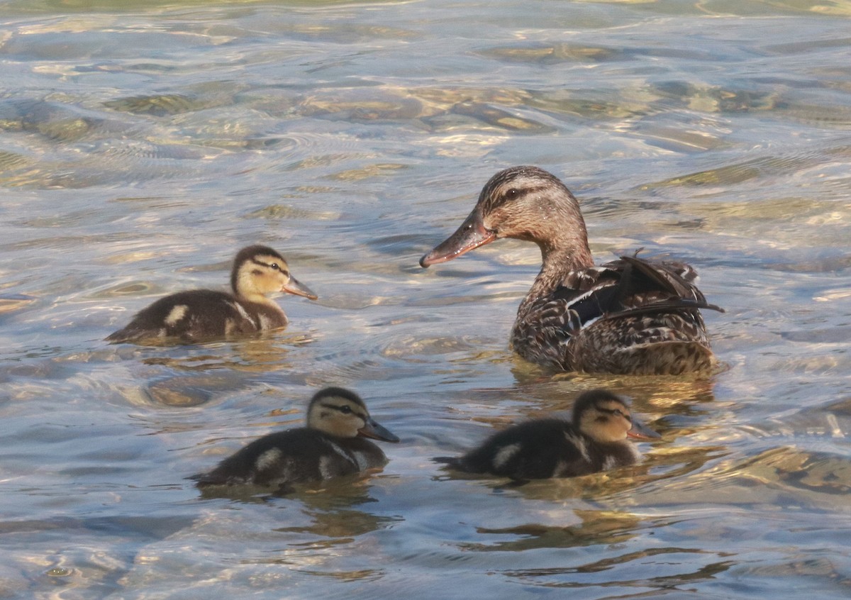 Mallard - ML645525321