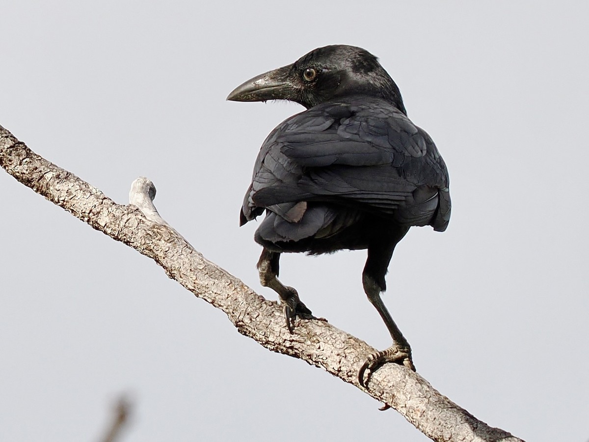 Torresian Crow - ML645525329