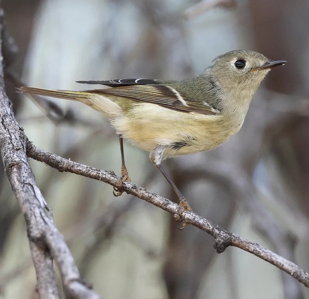 Ruby-crowned Kinglet - ML645525331