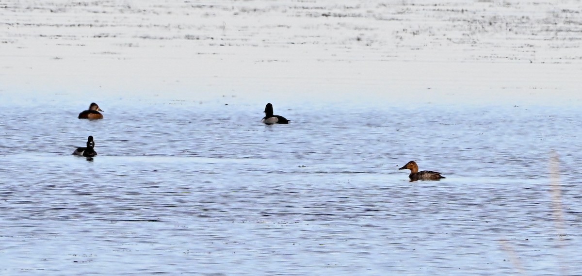 Murgilari bizkarzuria - ML645525335