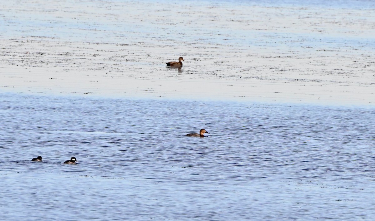 Murgilari bizkarzuria - ML645525336