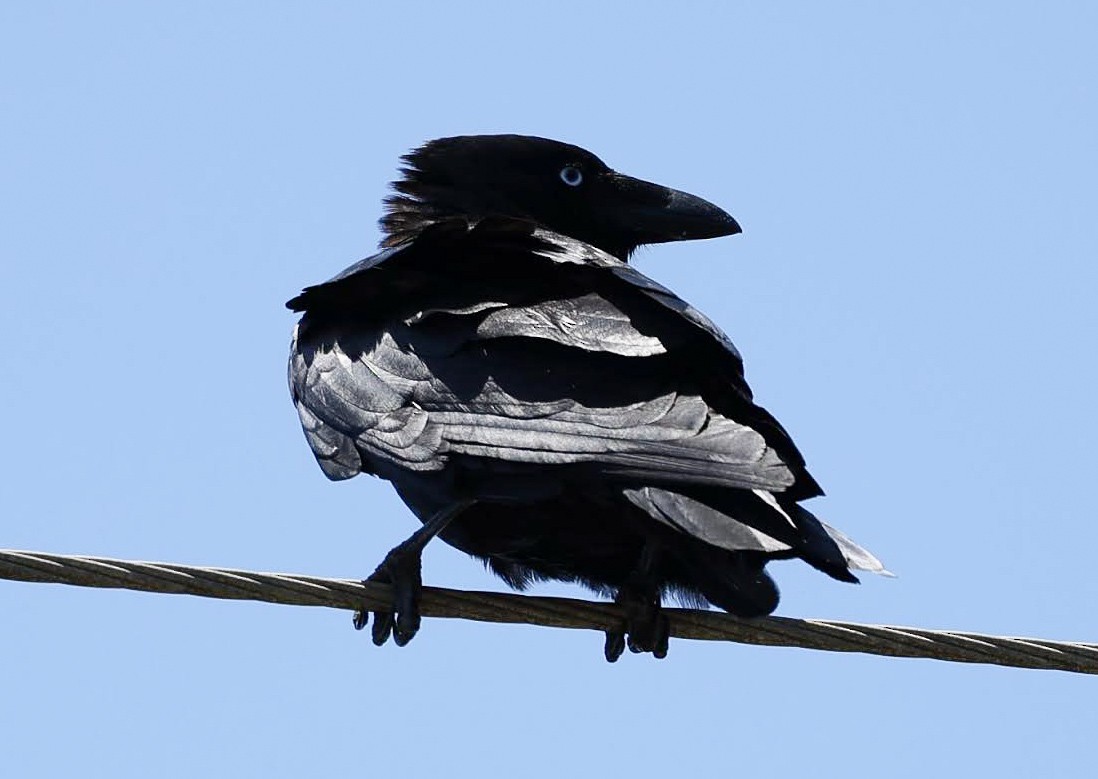 Torresian Crow - ML645525337