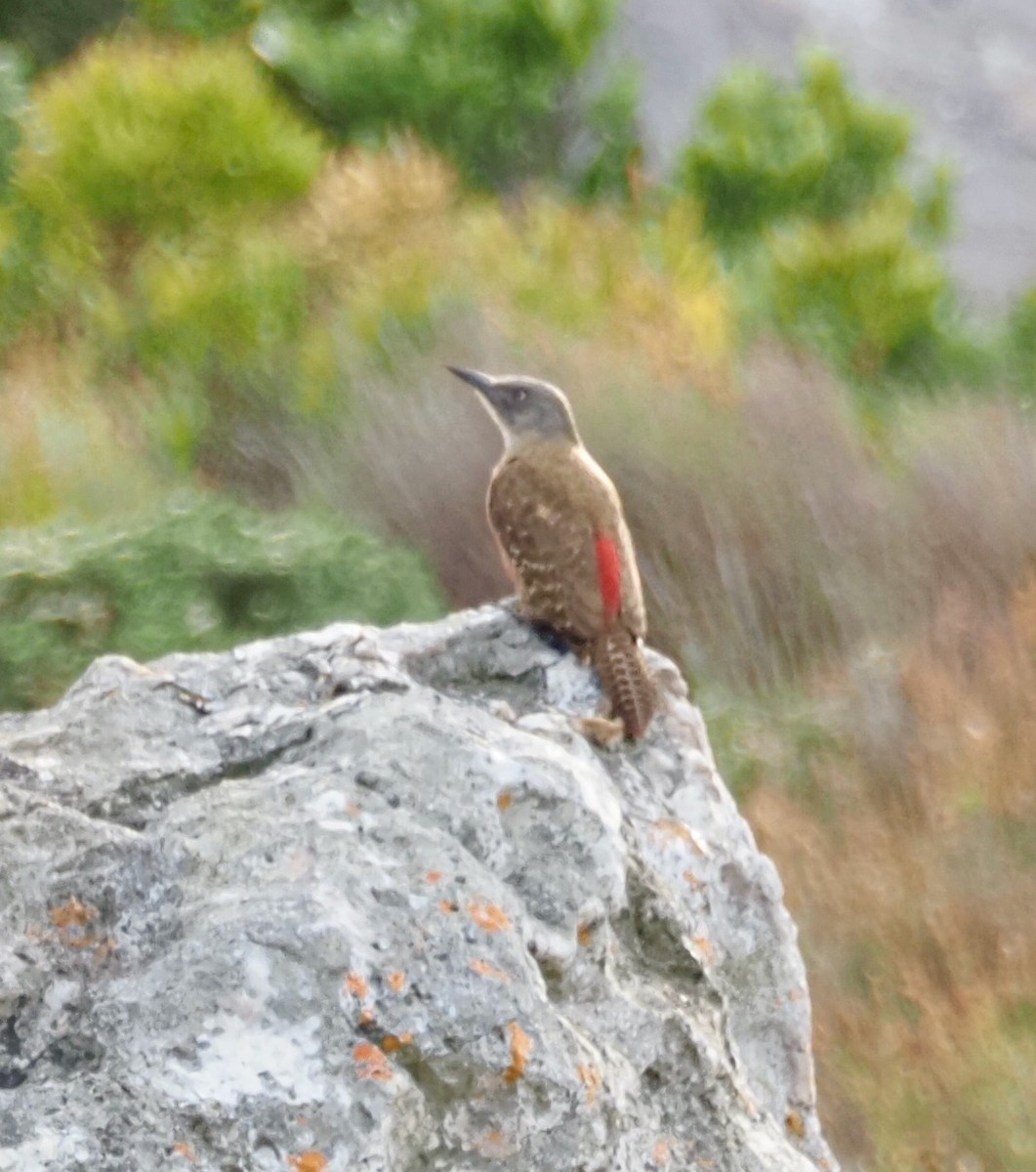 Ground Woodpecker - ML645525338