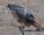 Red-tailed Hawk (calurus/alascensis) - ML645525343