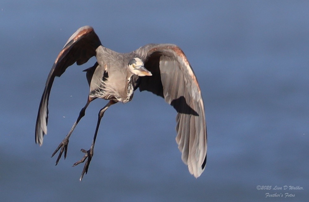 Great Blue Heron - ML645525345