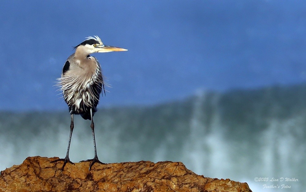 Great Blue Heron - ML645525346