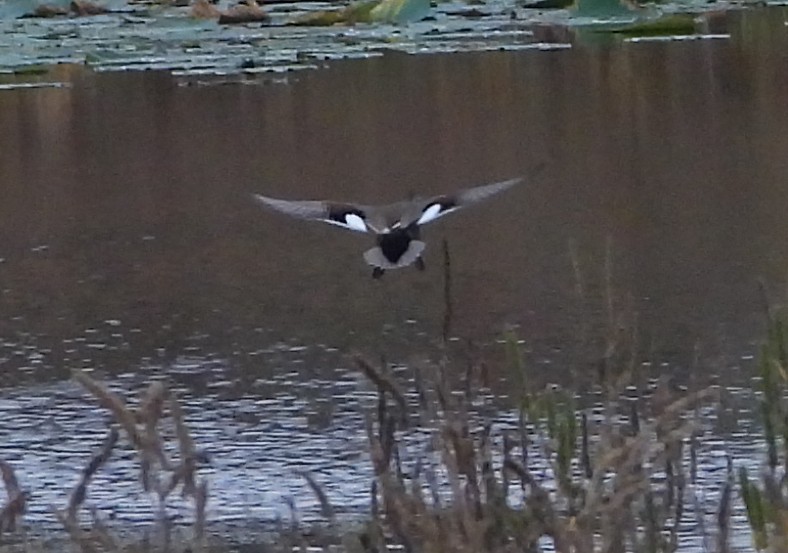 Серая утка - ML645525347