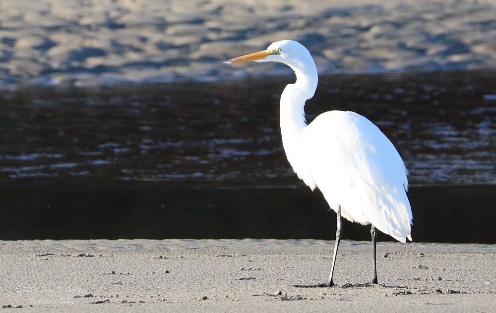 Great Egret - ML645525353