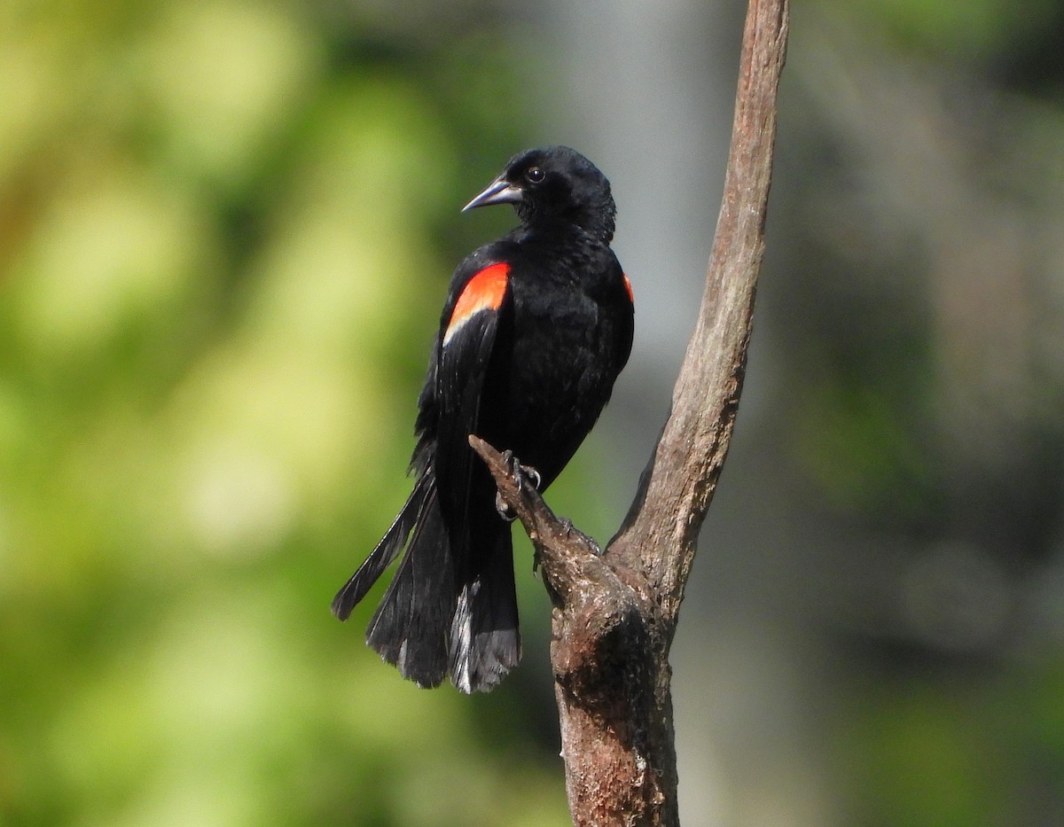Red-winged Blackbird - ML645525371