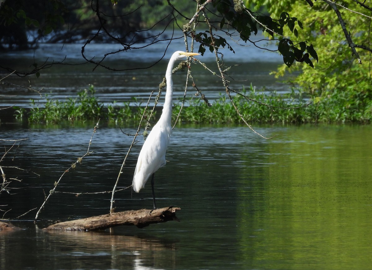 ダイサギ - ML645525376