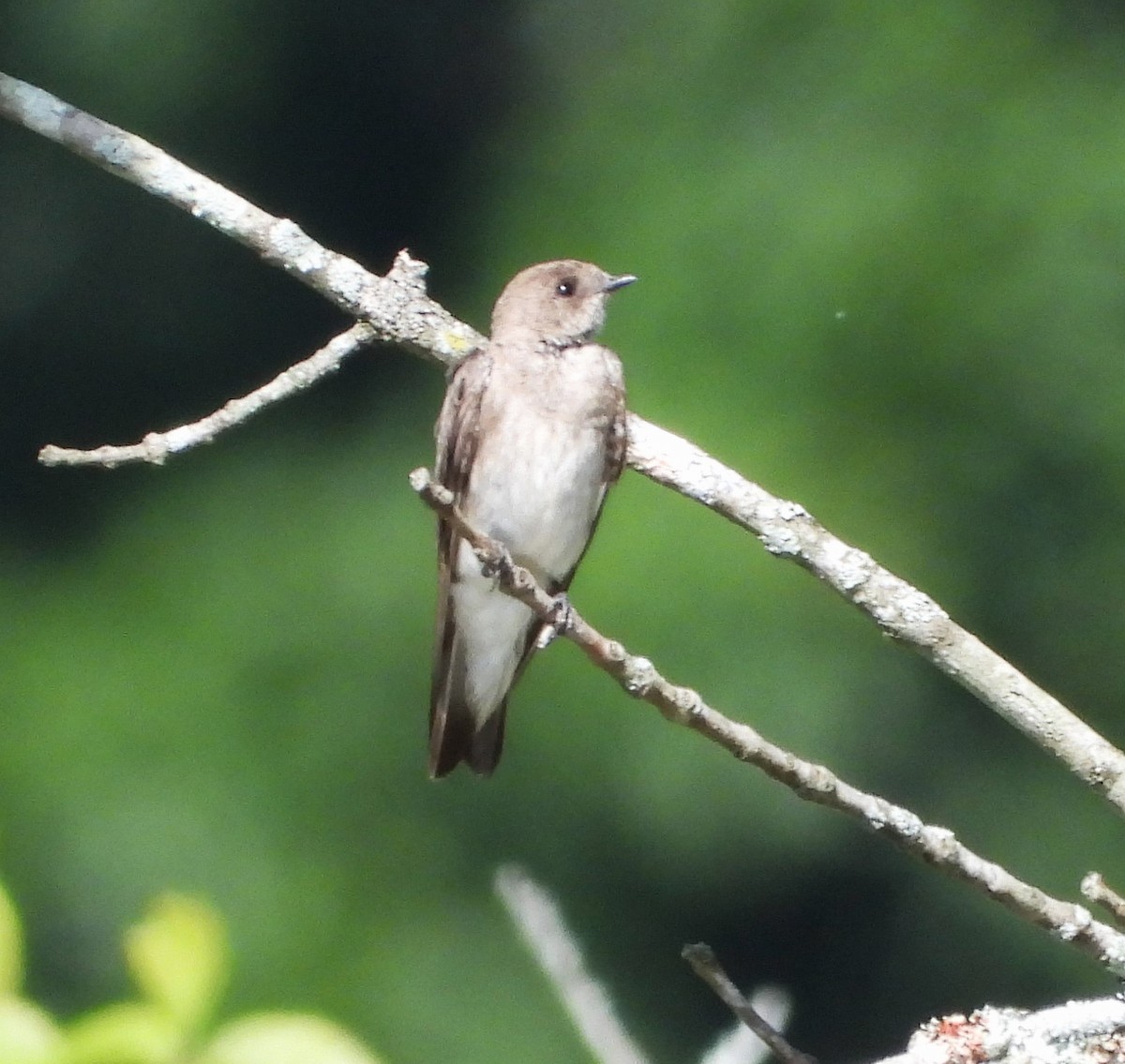 キタオビナシショウドウツバメ - ML645525379