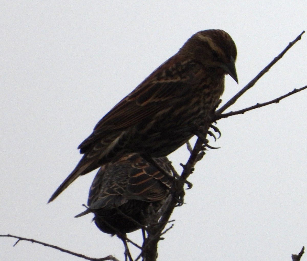 Red-winged Blackbird - ML645525383