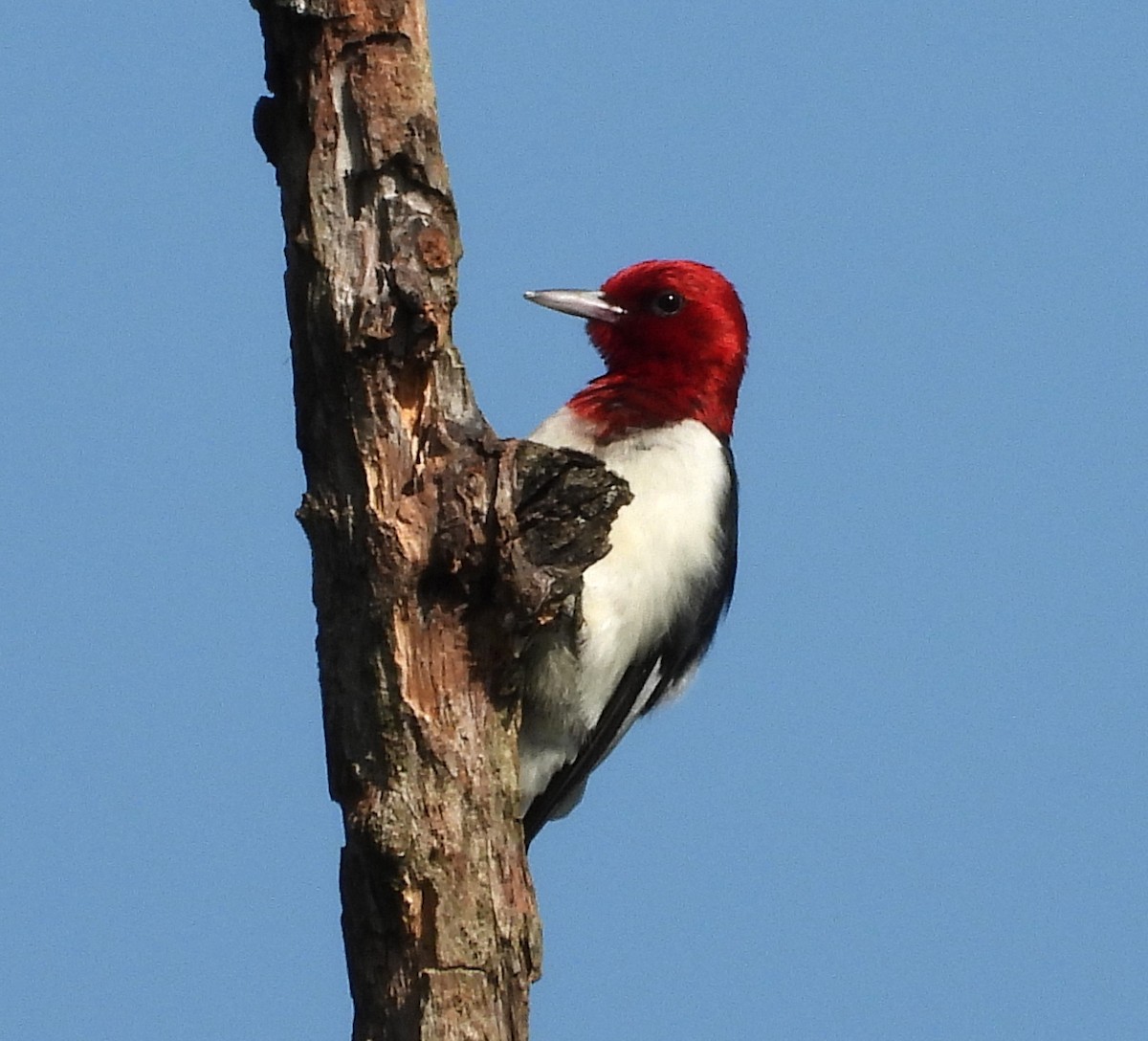 ズアカキツツキ - ML645525385