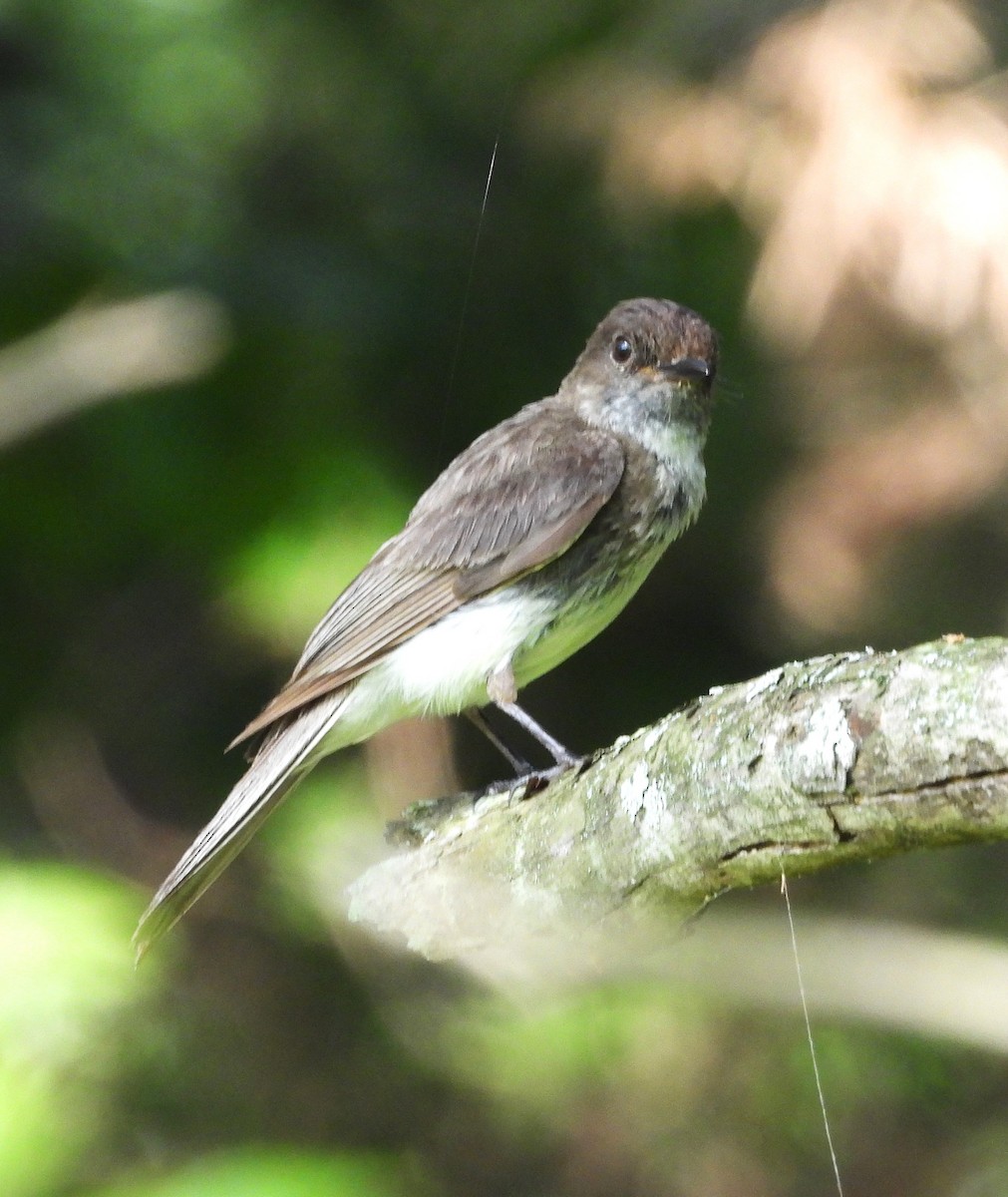 ツキヒメハエトリ - ML645525390