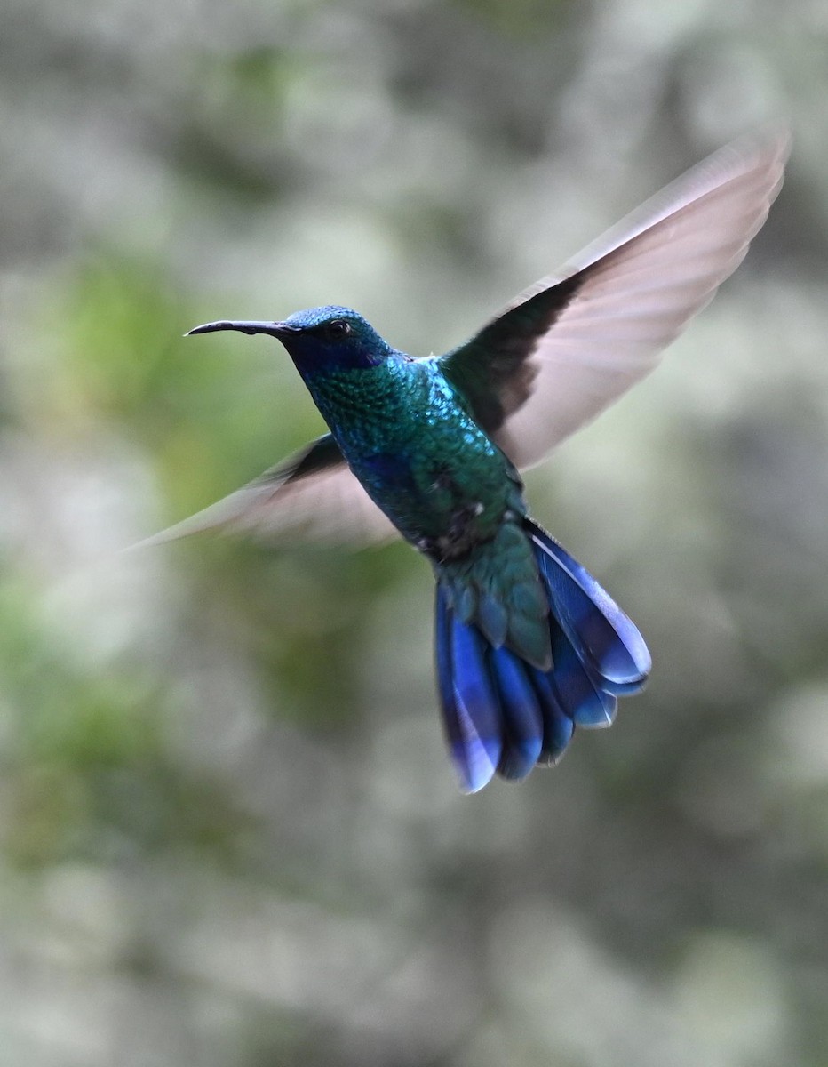 fiolørekolibri - ML645525393