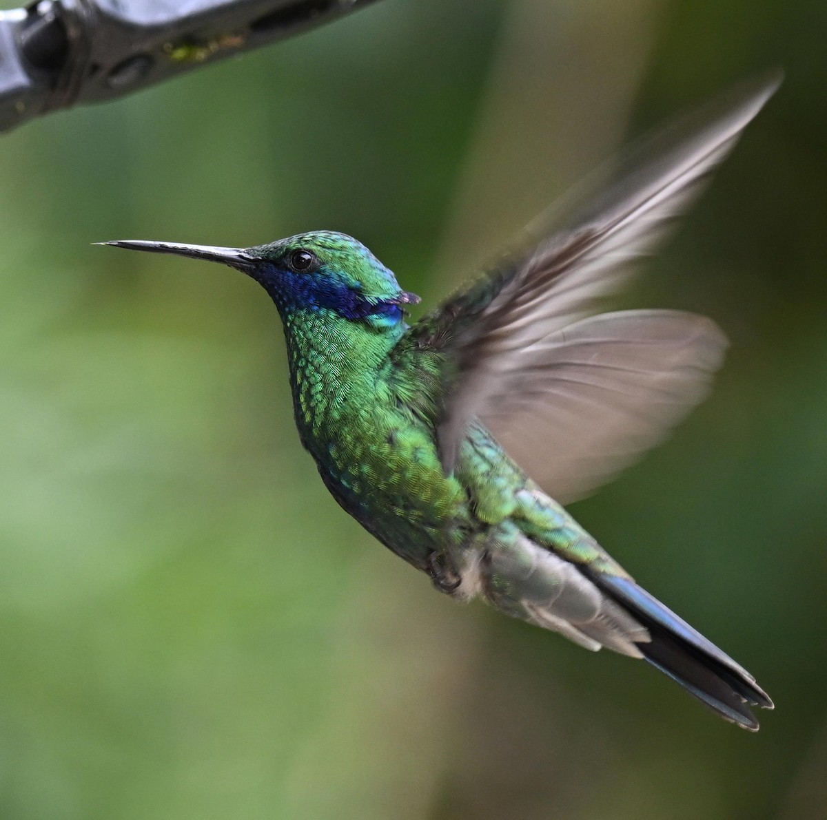 fiolørekolibri - ML645525394