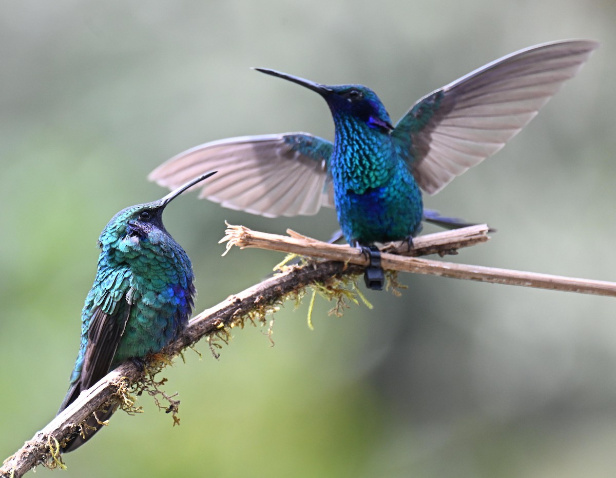 fiolørekolibri - ML645525395