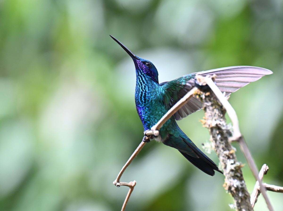 fiolørekolibri - ML645525396