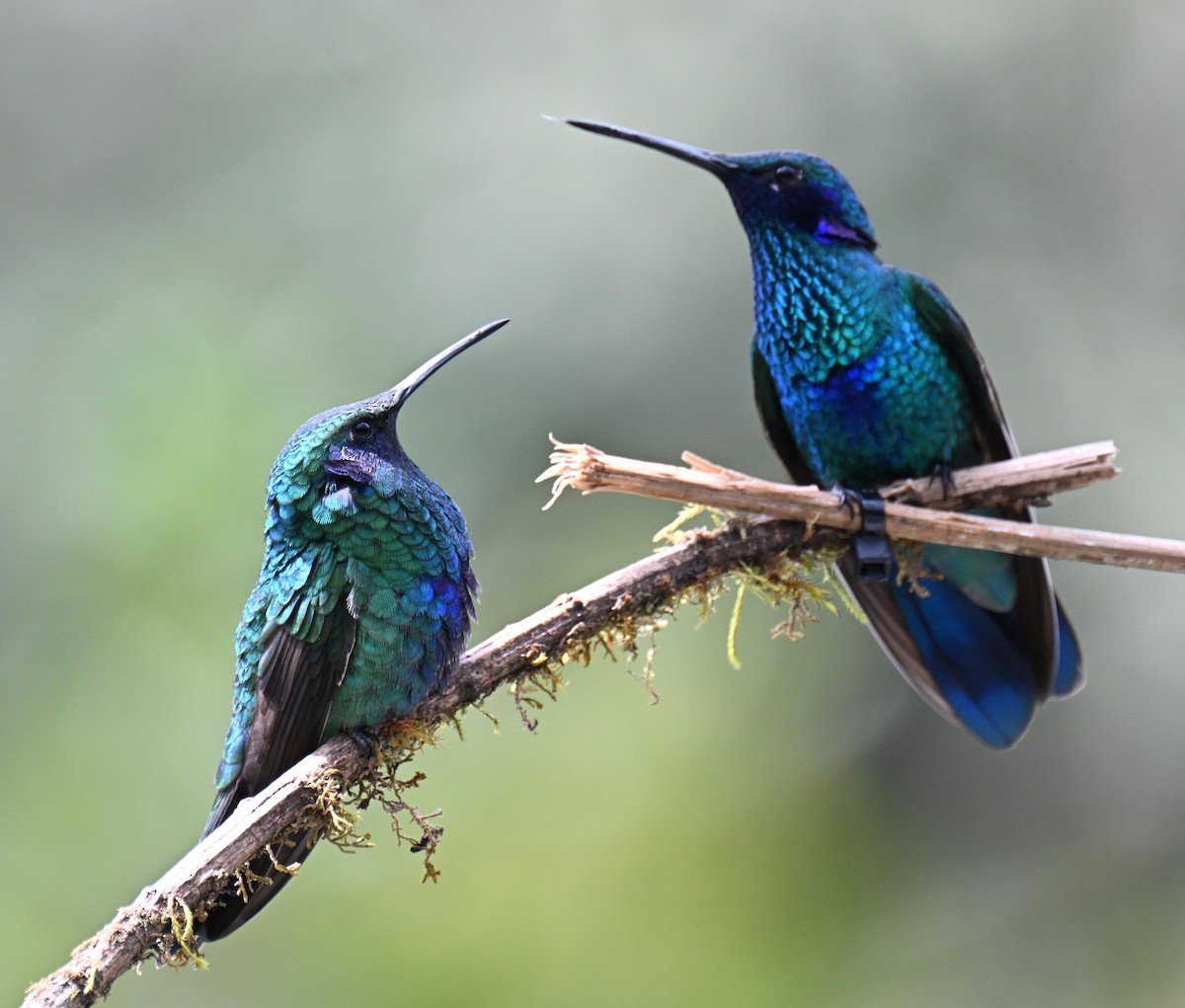 fiolørekolibri - ML645525397