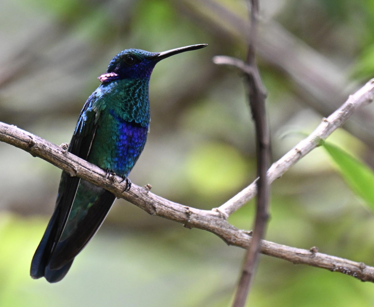 fiolørekolibri - ML645525398